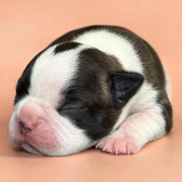Sleeping newborn puppy with black and white fur.