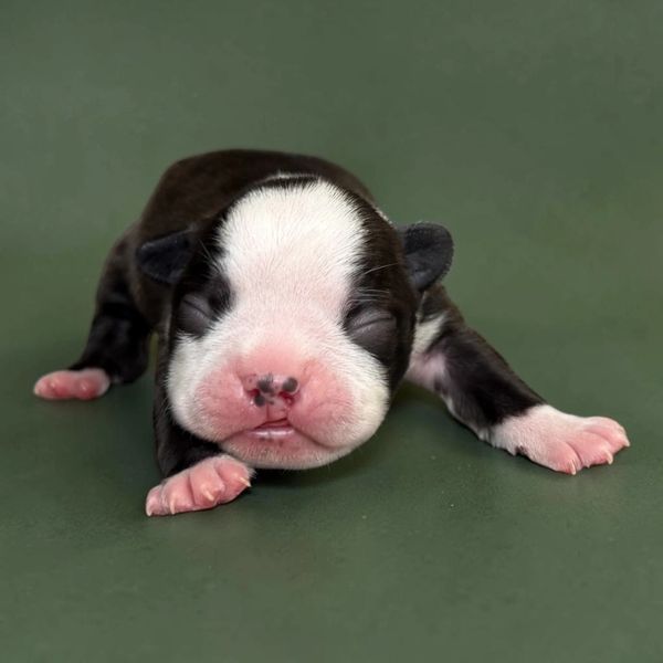 Newborn black and white puppy lying on a green surface with closed eyes.