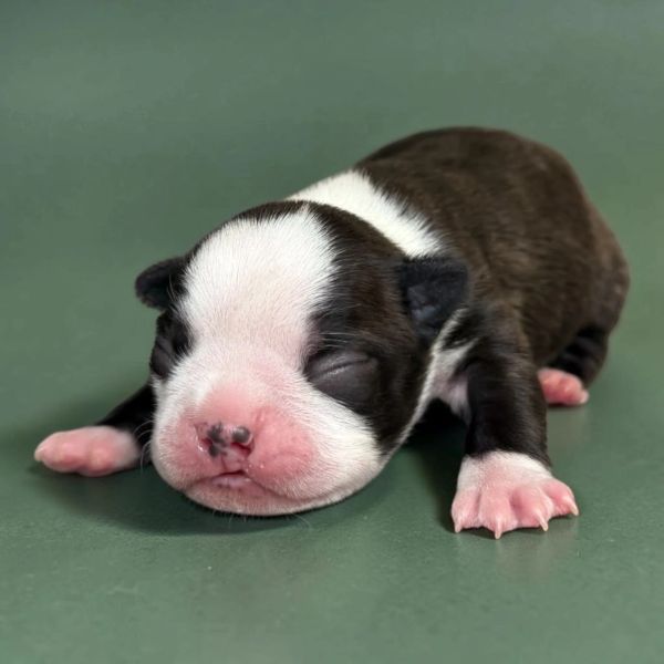 Newborn black and white puppy sleeping peacefully on green surface.