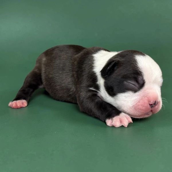 Newborn black and white puppy sleeping peacefully on green surface.