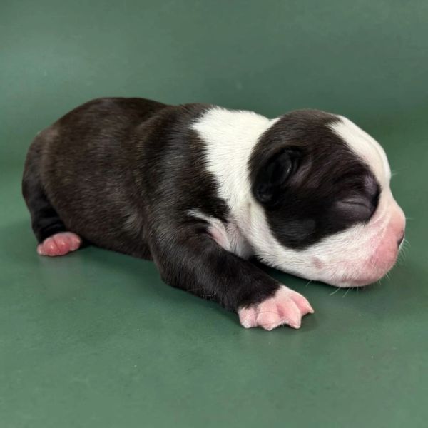 Newborn black and white puppy resting on a green surface.