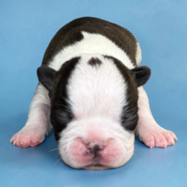 Newborn black and white puppy lying on a blue surface.