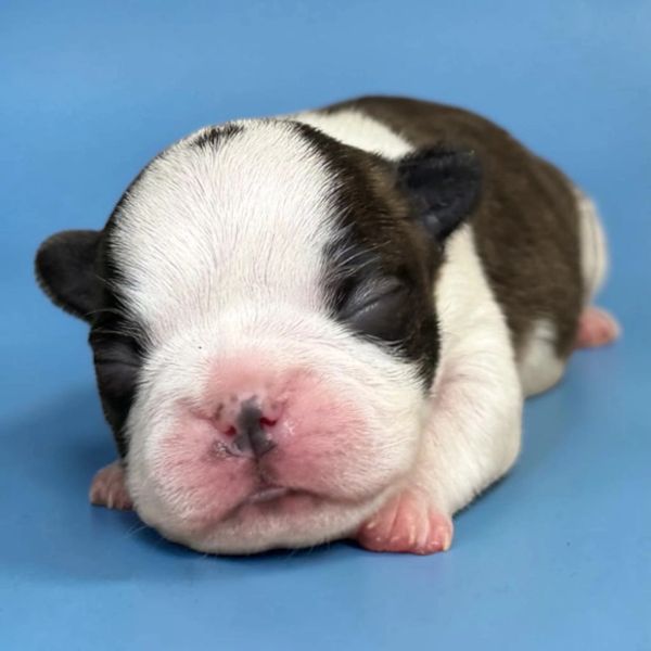 Newborn puppy peacefully sleeping on a blue surface.