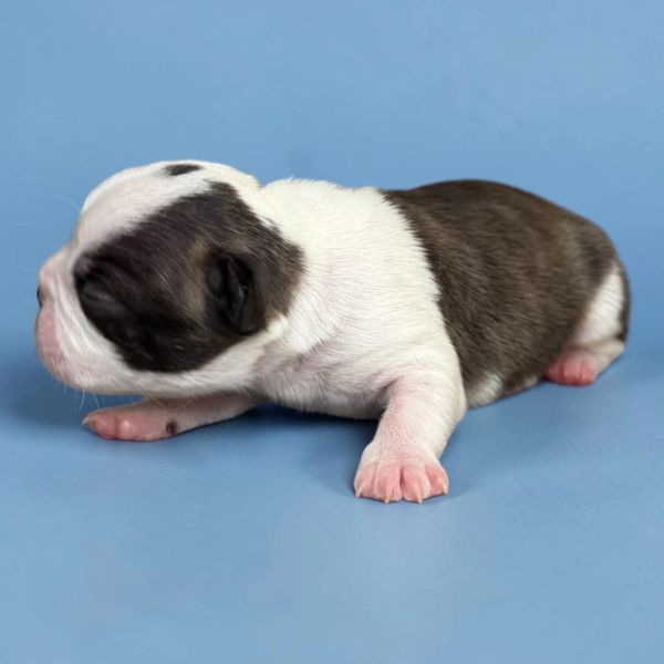 Newborn puppy lying on a blue surface.