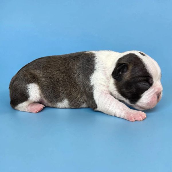 A newborn black and white puppy lying on a blue surface.