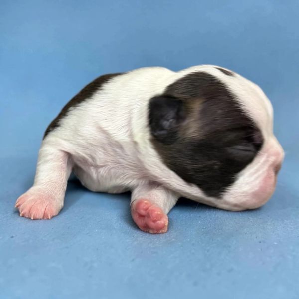 Newborn puppy with closed eyes lying on a blue surface.