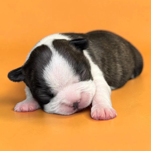 Newborn puppy sleeping peacefully on an orange background.