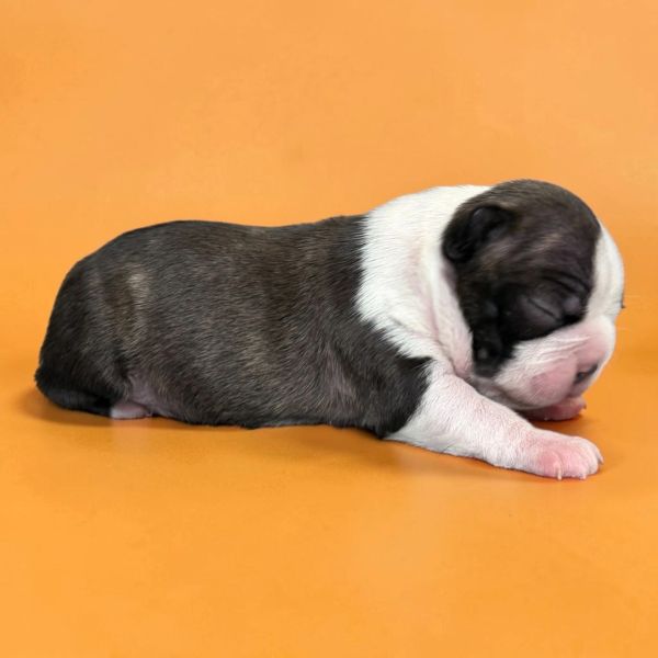 Sleeping newborn puppy with black and white fur on an orange background.