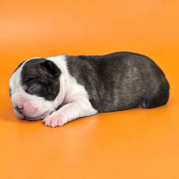 A newborn puppy sleeps peacefully on an orange background.