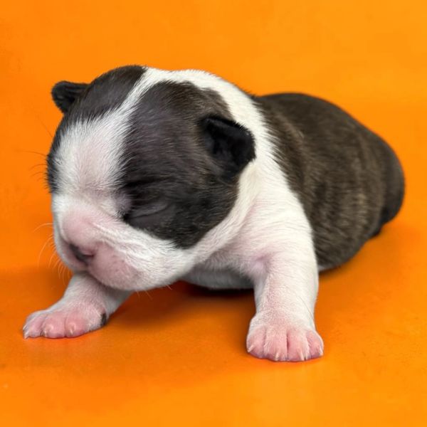 Newborn puppy with closed eyes on an orange background.