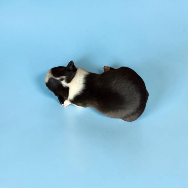 A small black and white puppy lying on a blue surface.
