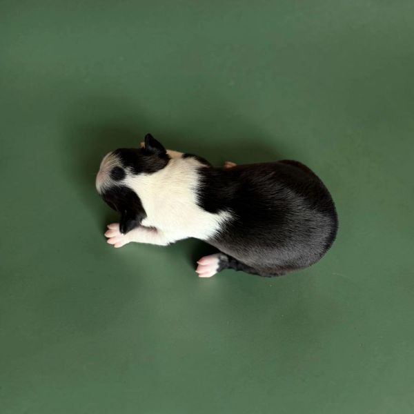 Newborn black and white puppy on green surface.