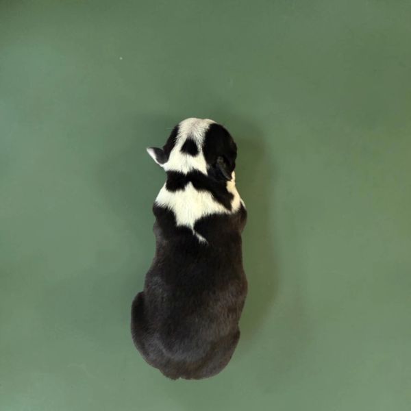 Black and white dog sitting on a green floor, viewed from above.