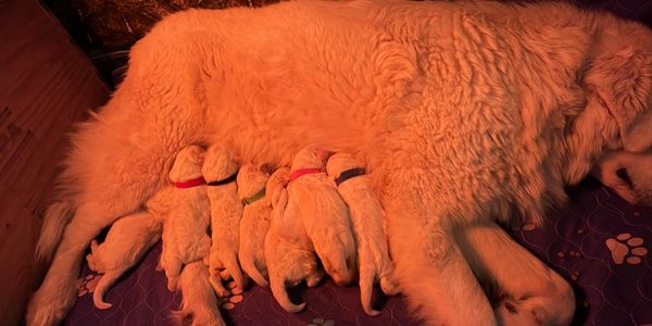 Newborn Maremma puppies with mother