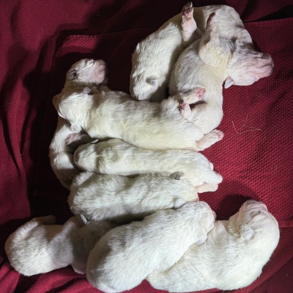 Maremma puppies at nine days old