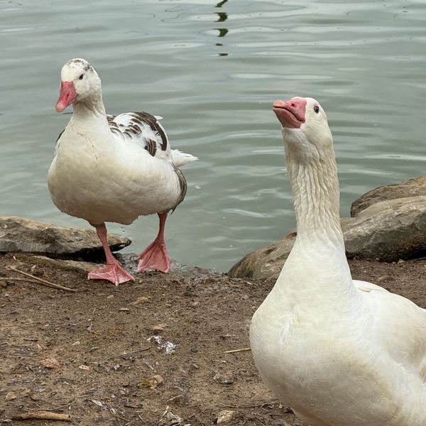 Zander the Gander & his Goose