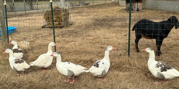 Geese eyeing that Nubian buckling