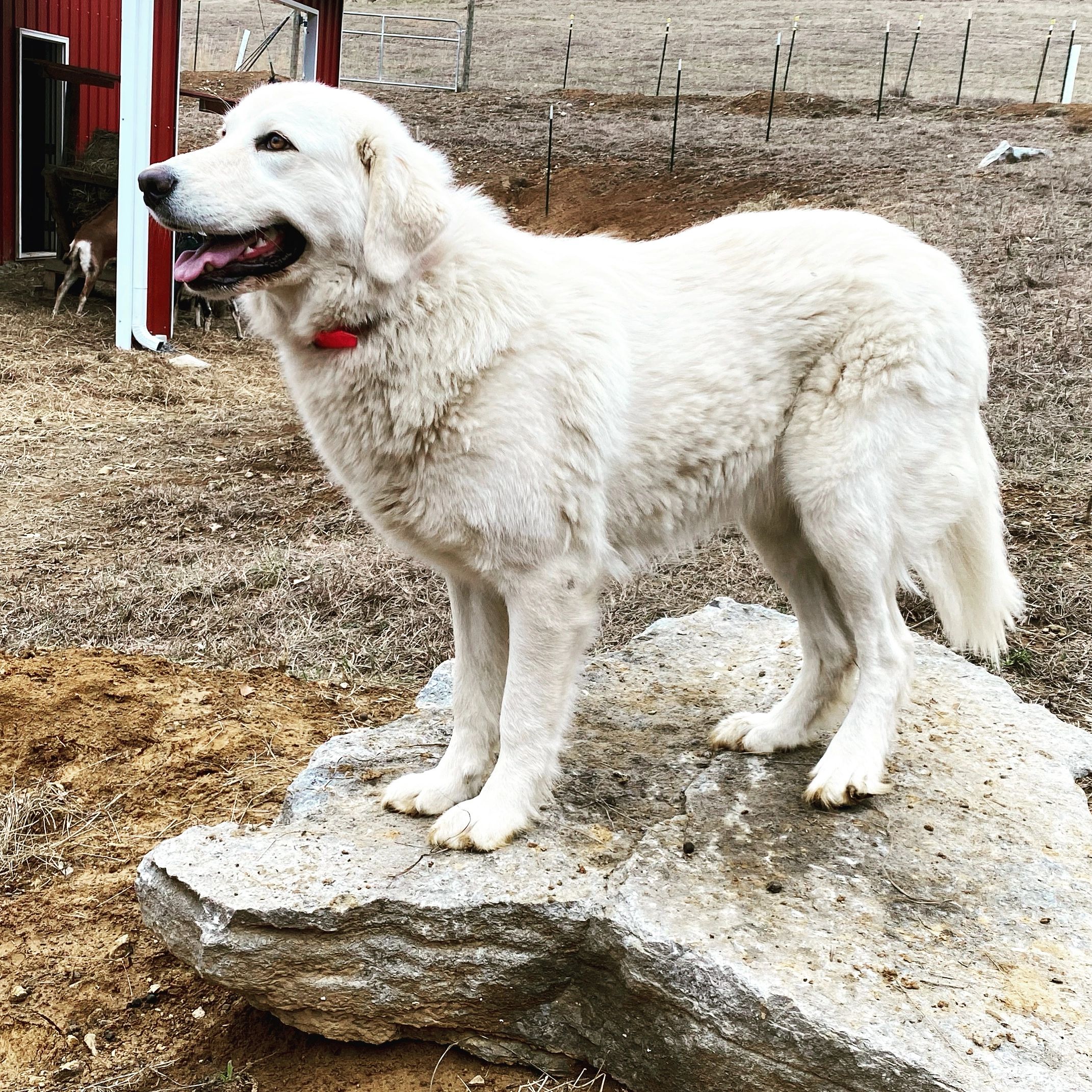 are maremma sheepdogs flock guardians