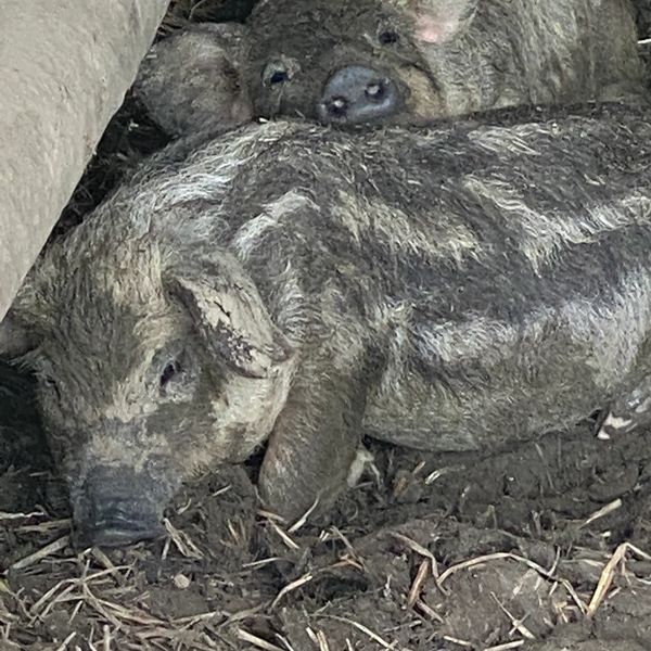 Double JB purebred Swallow-bellied Mangalitsa piglets