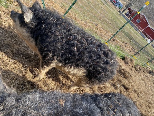 Double JB purebred Swallow-bellied Mangalitsa pig