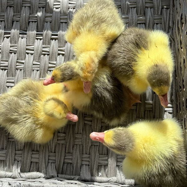 Recently hatched goslings