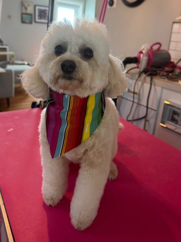 Cute white dog wearing a colorful striped bandana indoors.