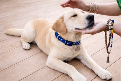 A content Labrador dog being gently petted on the chin.