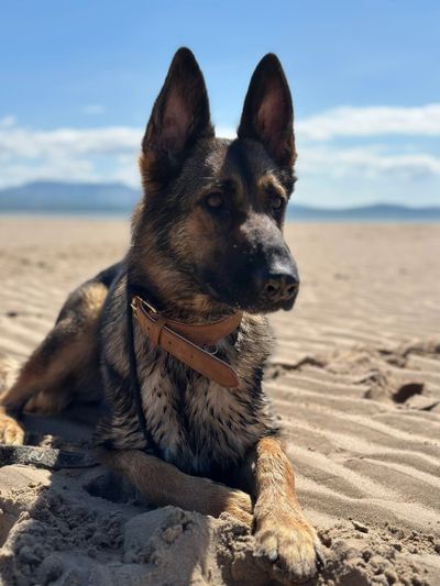 German Shepherd lying on sandy beach under clear sky.