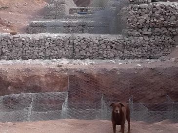 A dog is standing infront of the wall