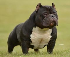 STUDS | Phoking bully lifestyle