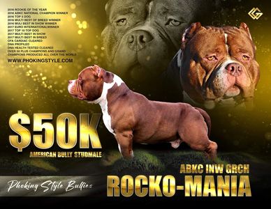 💥CHINO💥 ABKC chocolate tri pocket bully for stud in Oldham