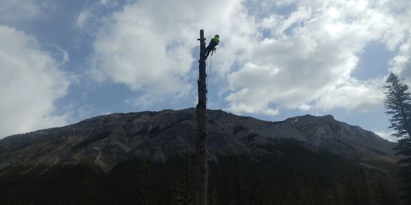 Climber at the top of a branch-less tree completing a removal