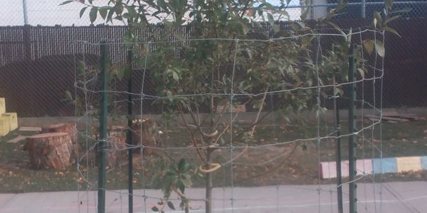Freshly planted tree, staked and protected with fence