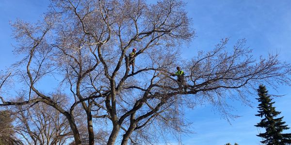 Two climbers in a tree canopy with rope access