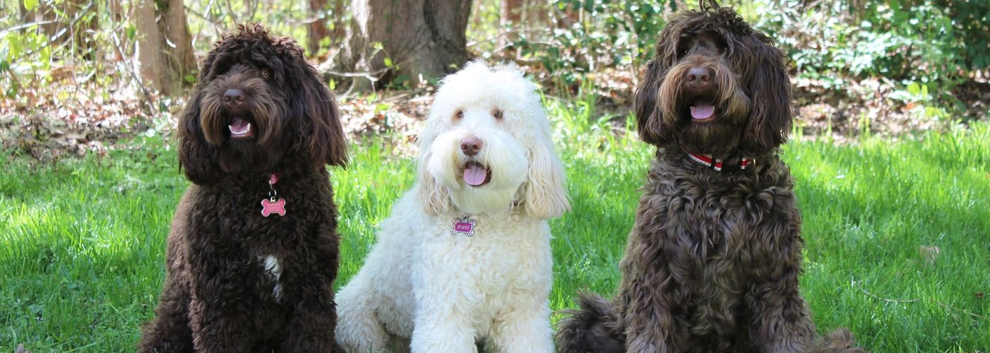 Australian Labradoodle Puppies NC - Tillery Labradoodles