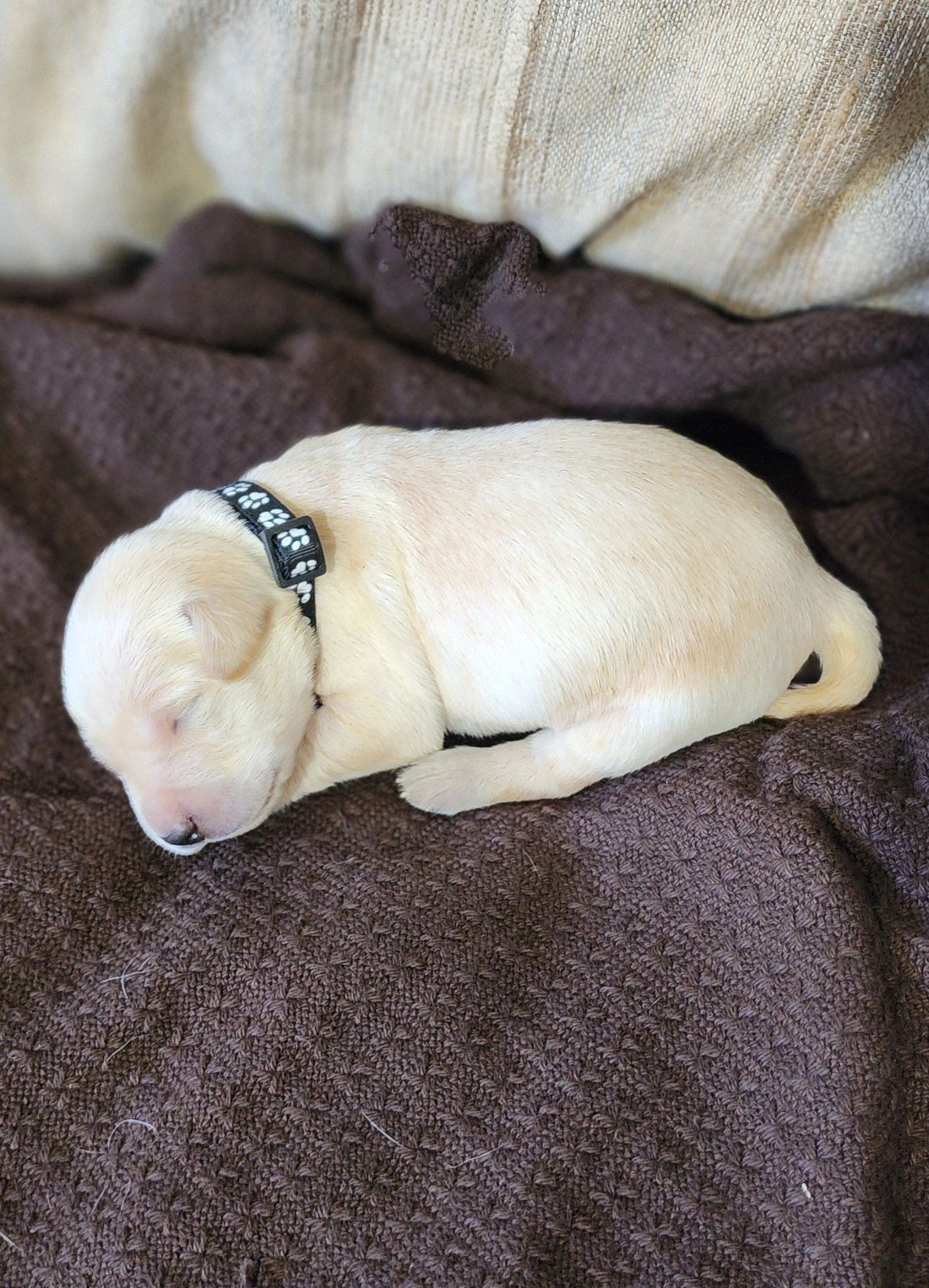 Breeder - Fox Red Labrador Retrievers