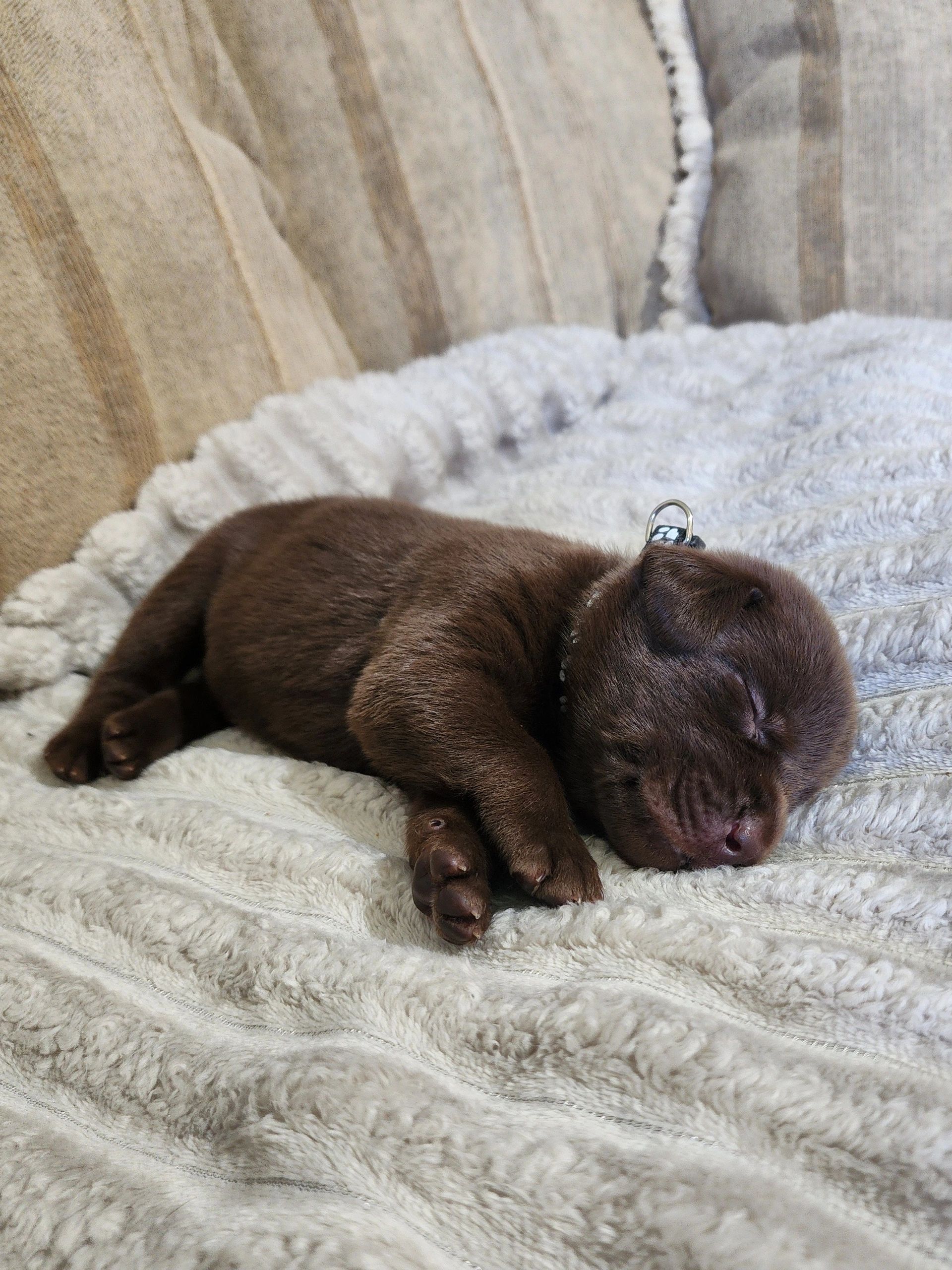 Breeder - Fox Red Labrador Retrievers