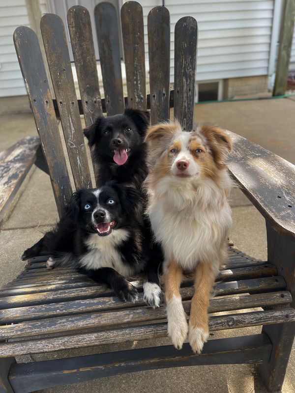 Three dogs sitting together on a weathered wooden chair outdoors.