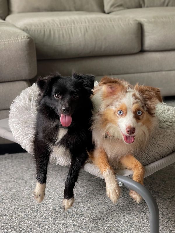 Two happy dogs resting together on a cozy pet bed indoors.