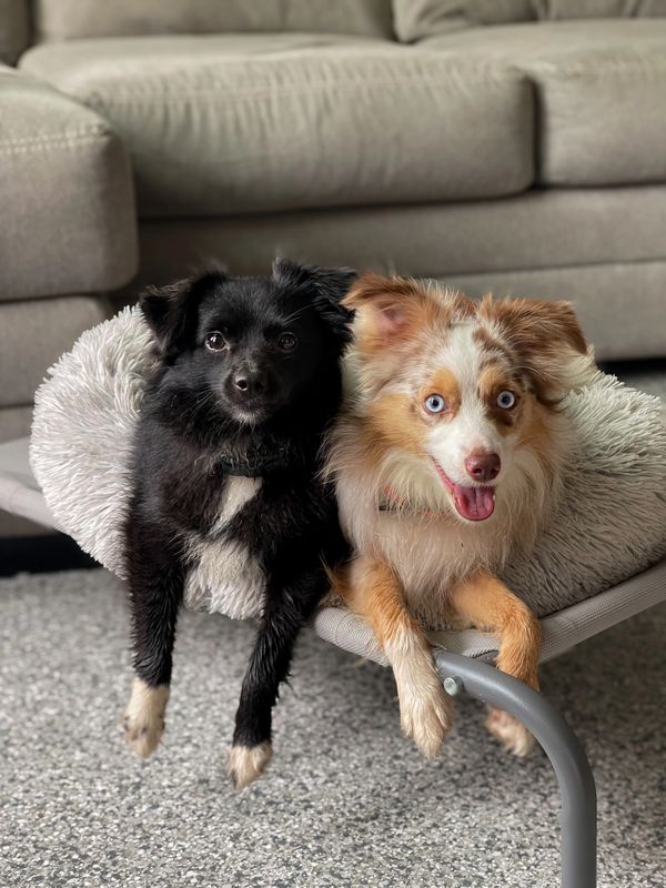 Two adorable dogs lounging together on a cozy pet bed indoors.