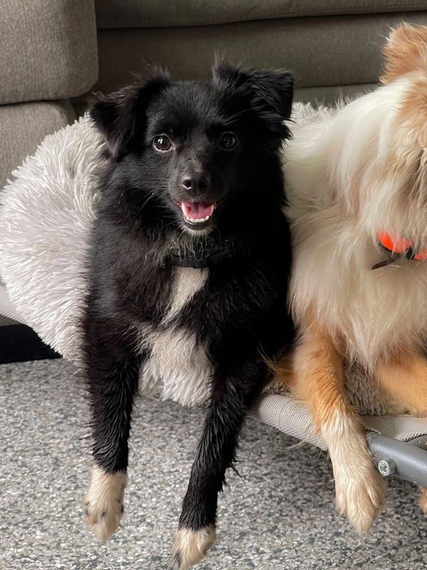 A happy black and white dog sitting on a fluffy bed next to another dog.
