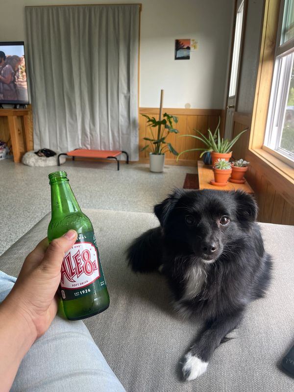 Person holding a Modelo beer bottle next to a black dog on a couch.