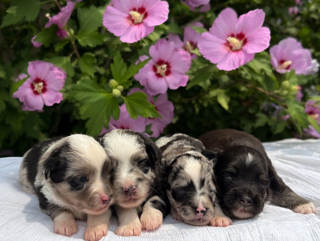 Four newborn puppies resting together on a white blanket.