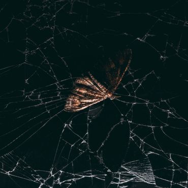 A moth resting on a dark, intricate spider web.