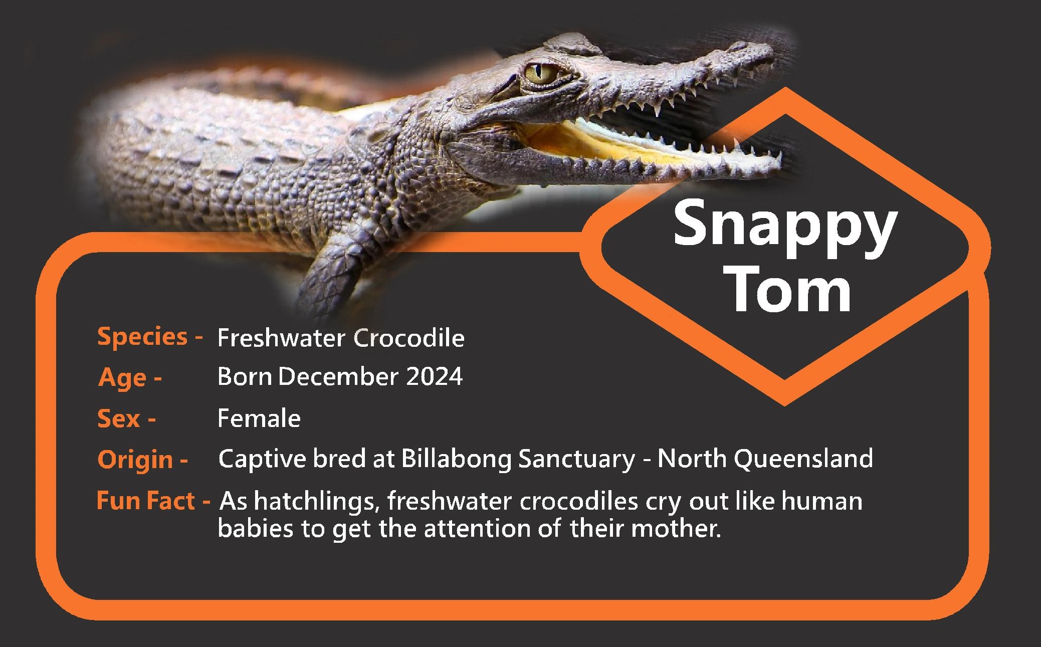 Freshwater crocodile named Snappy Tom with notable facts and origin.