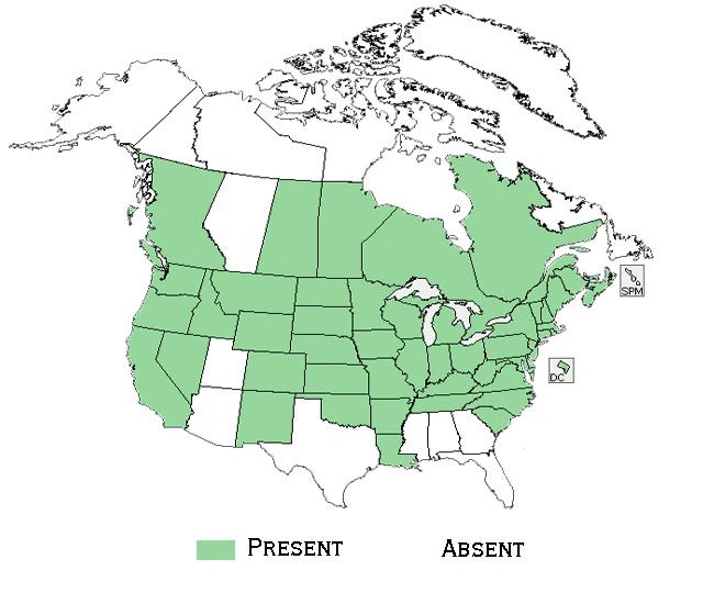 Distribution and Habitat for Hybrid Cattails