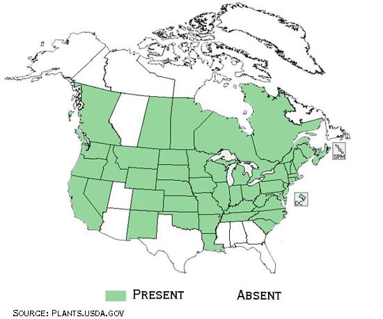 Distribution and Habitat for NarrowleafCattails