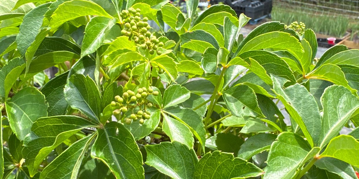 Green leaves with clustered green buds on a plant.