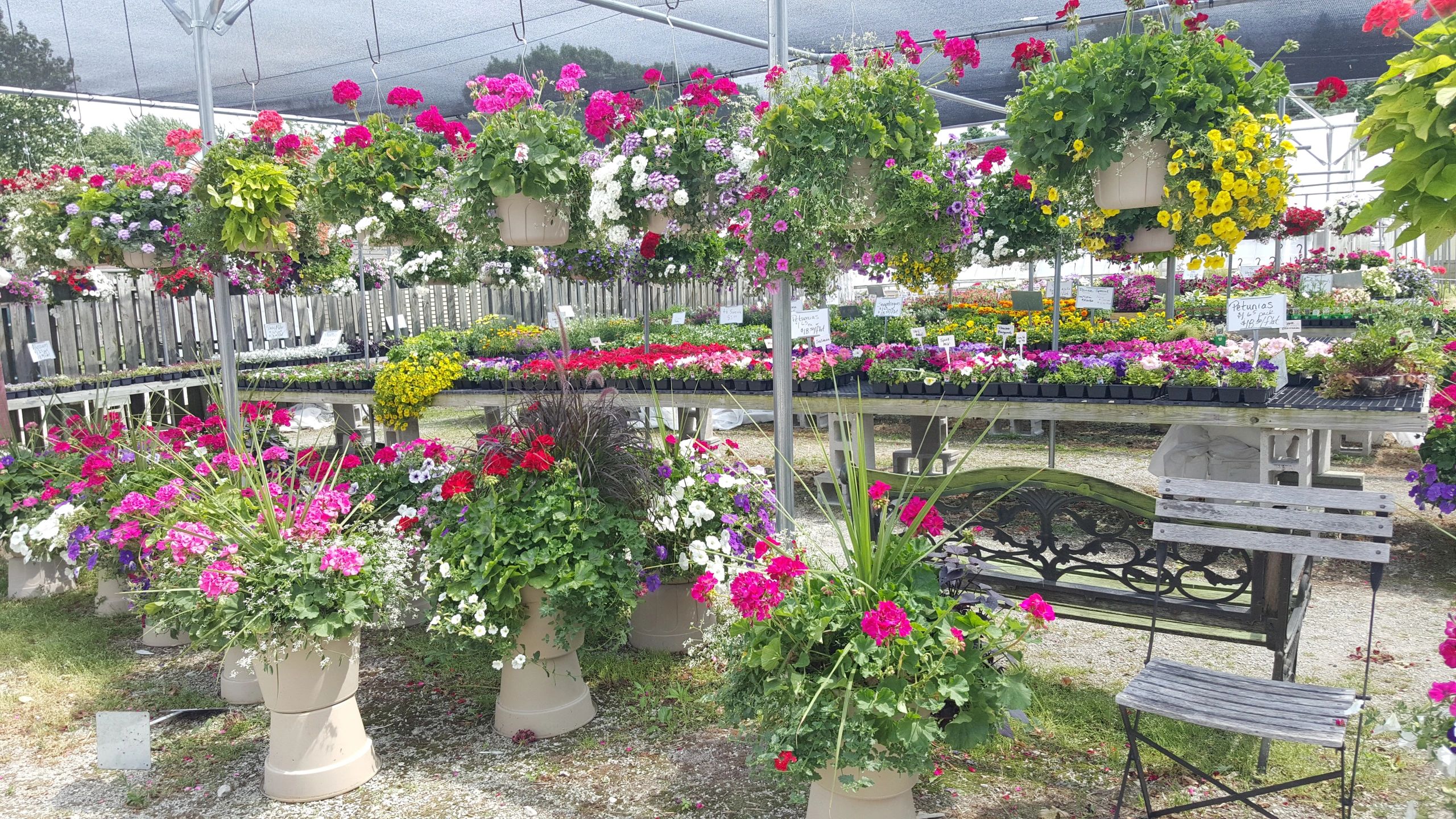 Watertown Greenhouse LLC Greenhouse, Bedding Plants