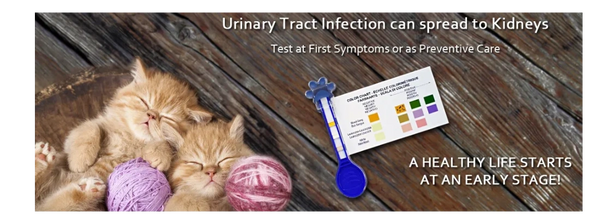 Cat urinary tract infection home test and hydrophobic cat litter for urine collection